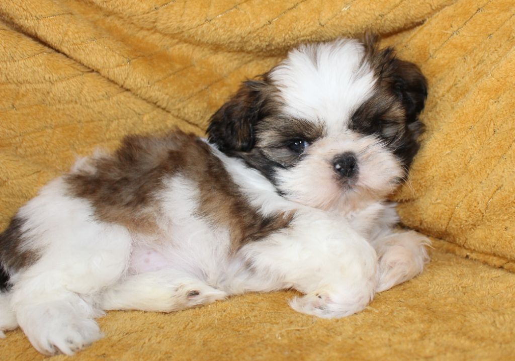 Chakras De Mina - Chiots disponibles - Shih Tzu