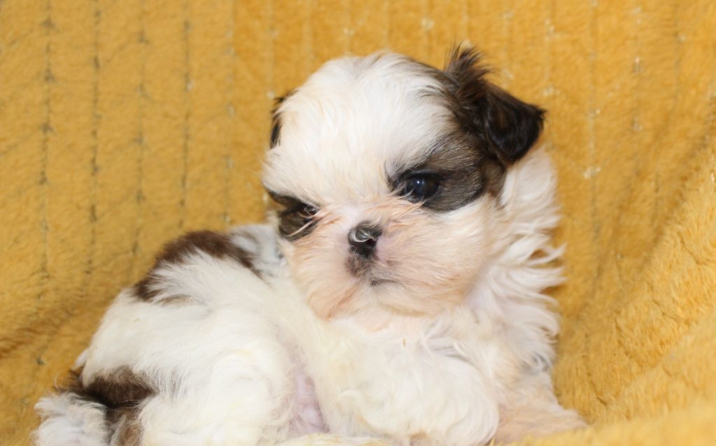 Chakras De Mina - Chiots disponibles - Shih Tzu