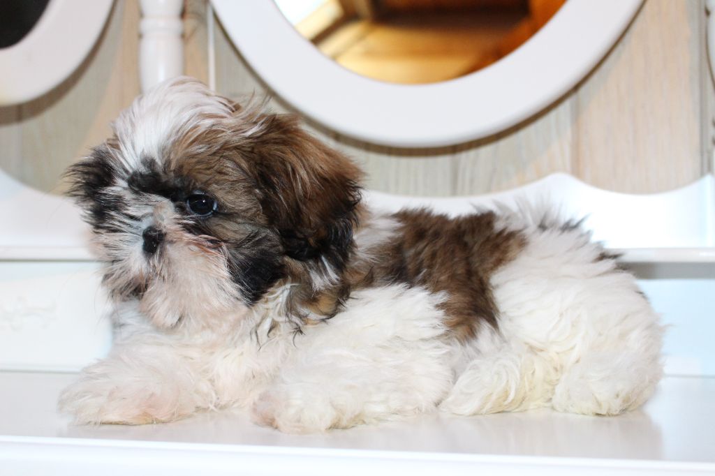 Chakras De Mina - Chiots disponibles - Shih Tzu