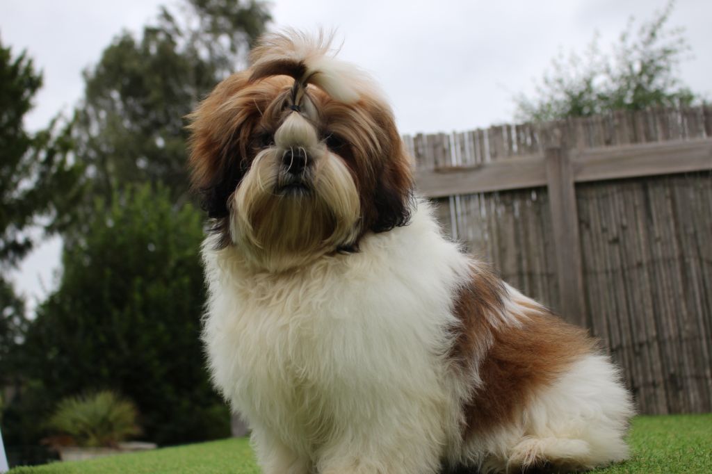 Chakras De Mina - Shih Tzu - Portée née le 23/03/2020